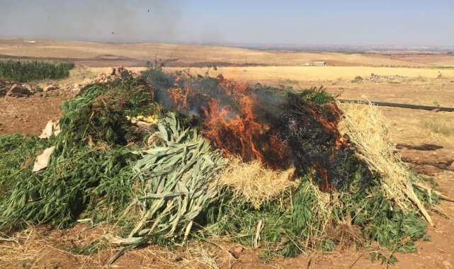 Mısır tarlasında uyuşturucu operasyonu