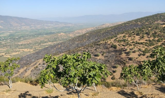 Nazilli&#039;deki orman yangını kontrol altına alındı