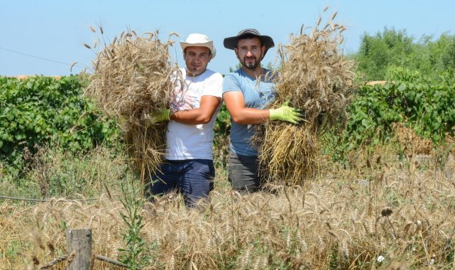 Nilüfer'de ekolojik buğdayda hasat dönemi
