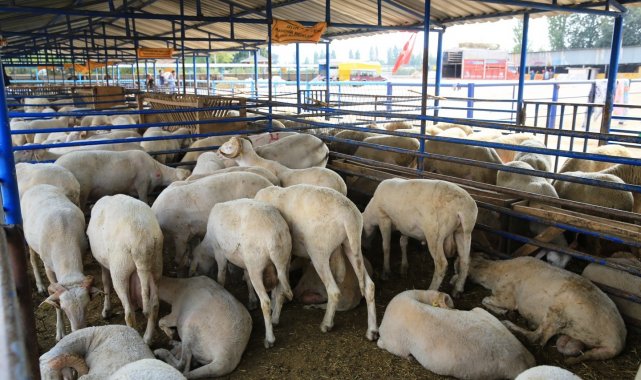 Nilüfer'de kurban kesim yerleri belirlendi