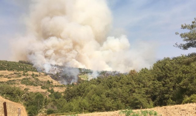 Osmaniye'de orman yangını