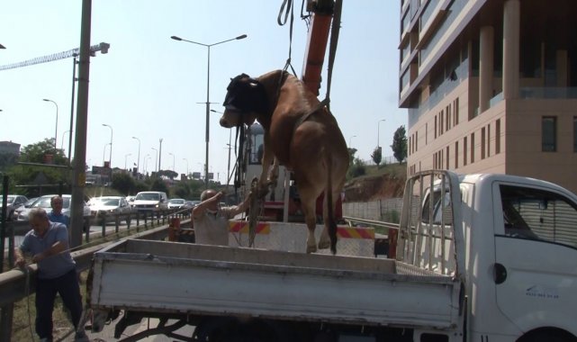 Pendik'te kaçan kurbanlık dana trafiği birbirine kattı