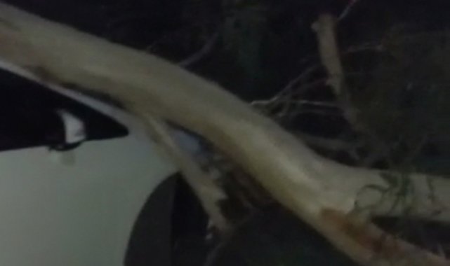 Piknik alanında düşen ağaç dalları, 2 araca zarar verdi