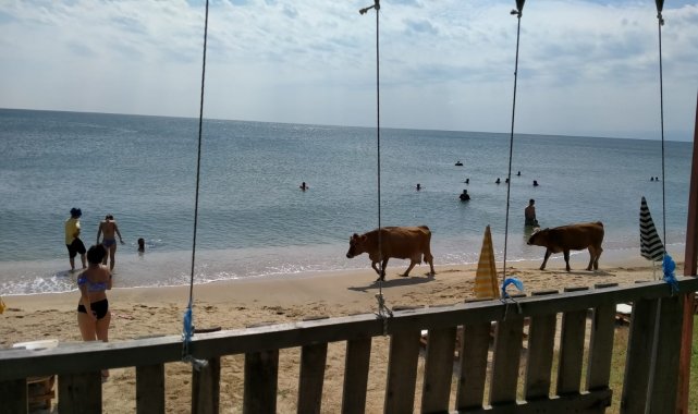 Plajda gezen inekler gülümsetti