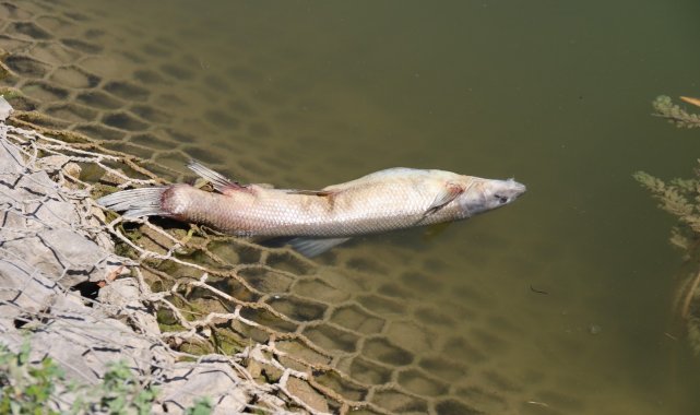 Porsuk Çayı'nda balık ölümleri