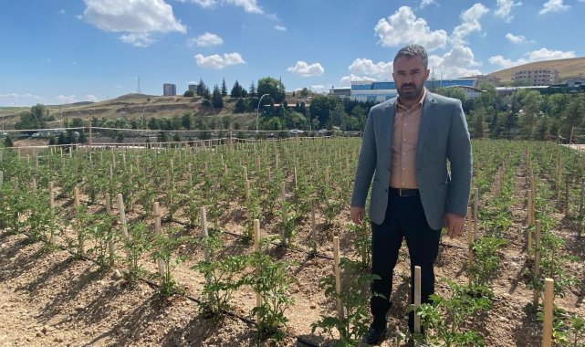 Pursaklar'da ata tohumları filizleniyor