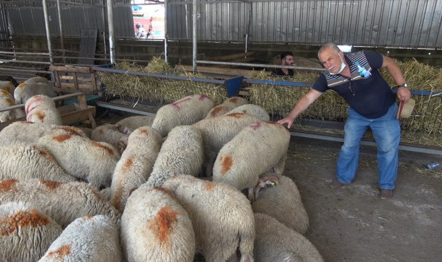 "Hastalıktan ari bölge" olan Kırklareli kurbanlığına yoğun ilgi