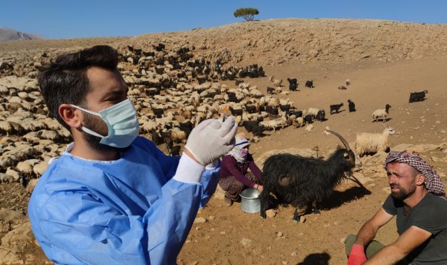 Sağlık çalışanları dağ tepe demeden çobanları aşılıyor