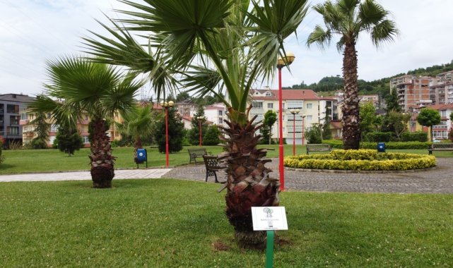 Sahildeki ağaçların artık kimlikleri var