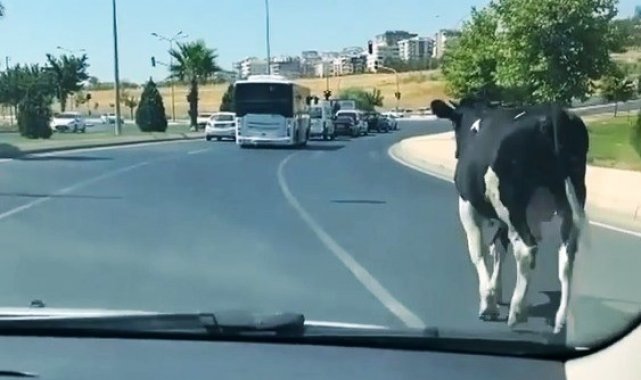 Şanlıurfa'da kaçan boğalar sahibine zor anlar yaşattı