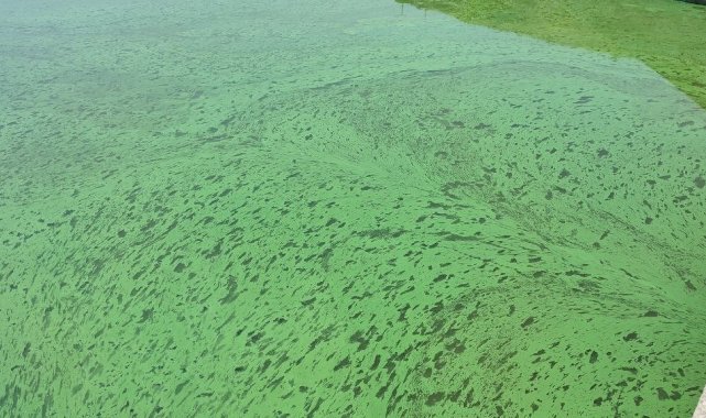 Sazlıbosna Gölü tehlike saçıyor, gölün rengi yeşile döndü