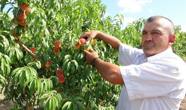 Şeftalide rekolte düştü, fiyat arttı