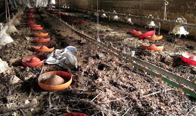 Sel felaketinin vurduğu bölgede 8 bin 800 civciv telef oldu