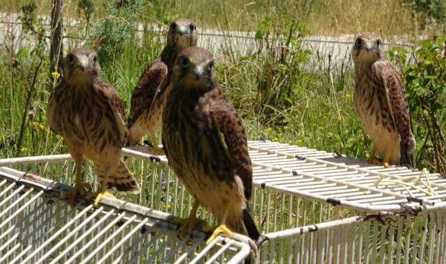 Sevimli kerkenezlerden ayrılık zamanı