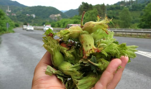 Sezonun ilk fındığı tezgahlarda