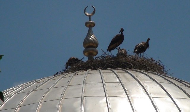 Sıcak hava leylekleri de vurdu, sanayideki atık yağlarla serinlemeye çalışan leyleklerin rengi siyaha döndü