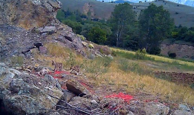 Sıcaktan bunalan tilki ailesi yuvalarının önünde görüntülendi