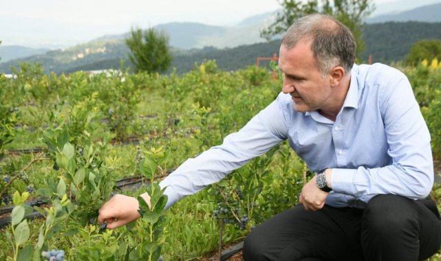 Şifa kaynağı yaban mersini İnegöl&#039;de depolanıyor