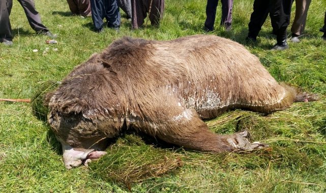 Silahla vurulduktan sonra göle düşen ayı telef oldu