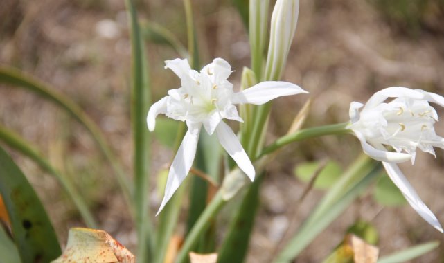 Sinop&#039;ta kum zambakları çiçek açtı