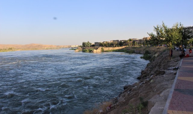 Şırnak'ta su samuru görüntülendi