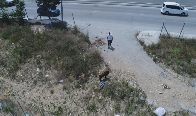 Sultangazi'de kaçan kurbanlığı yakalama çabası drone ile görüntülendi
