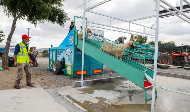 Talas Belediyesi kurbanlık koyunları yıkayıp dezenfekte etti