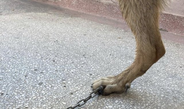 Tasmasının zinciri ayağına saplandı, veteriner hekim şaşkınlık yaşadı