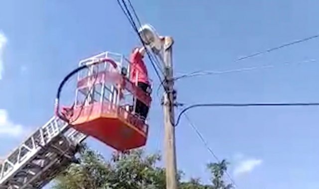 Telefon direğinde mahsur kalan kedi kurtarıldı