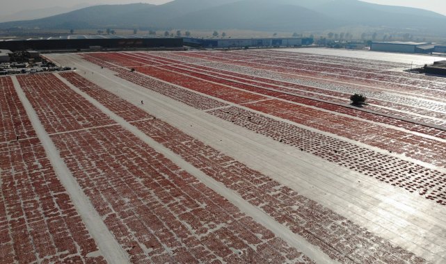 Torbalı'nın "kırmızı altınları" dünya sofrasında