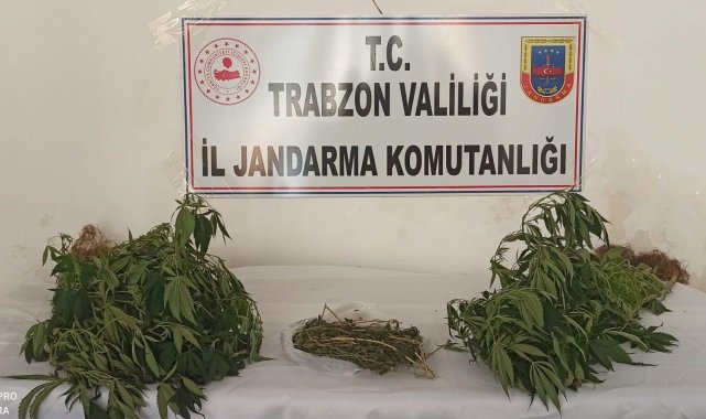 Trabzon'da 152 kök Hint keneviri ele geçirildi