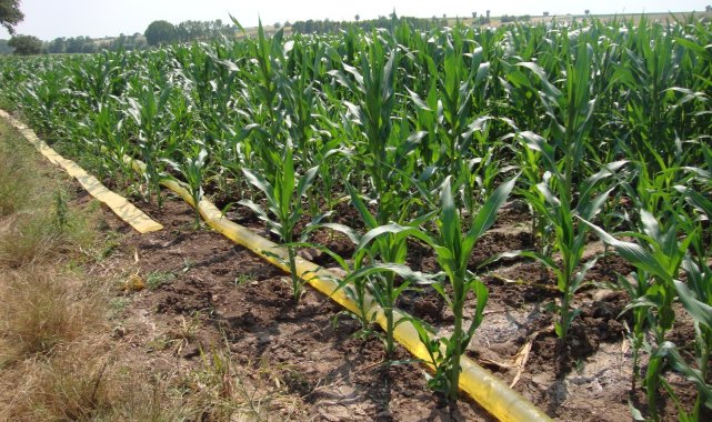 Trakya'da sulama sezonu devam ediyor