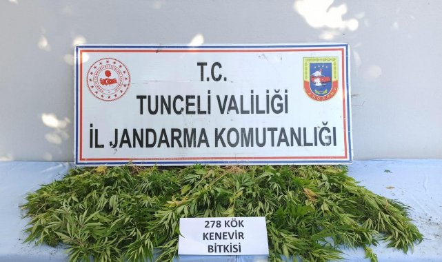 Tunceli&#039;de 278 kök kenevir ele geçirildi