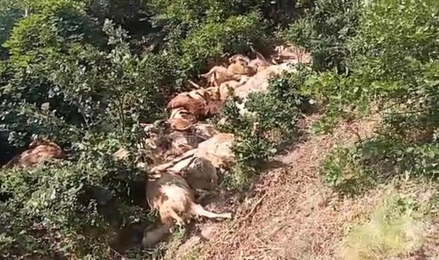 Tunceli'de 80 koyun telef oldu