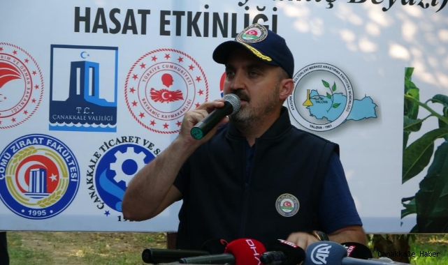 Turan, Bayramiç Beyazı hasat etkinliğine katıldı