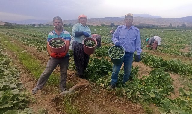 Turşuluk salatalıkta ikinci sezon