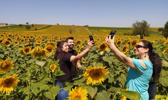 Uçsuz bucaksız tarlalar sarıya boyandı, kartpostallık manzaralar ortaya çıktı