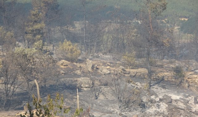 Uşak'ta çıkan orman yangını kontrol altına alındı