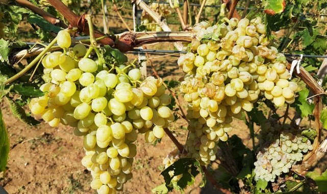 Üzüm bağları dolu ve fırtınadan zarar gördü