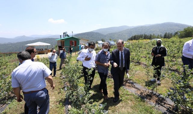 Yaban mersininde hedef 20 bin ton