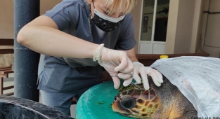 Yaralanan caretta caretta tedavi altına alındı
