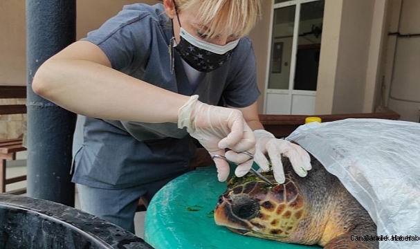 Yaralanan caretta caretta tedavi altına alındı