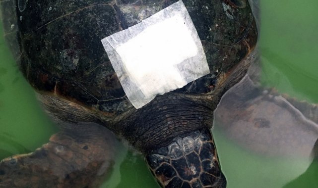 Yaralı kaplumbağa gözlem altına alındı