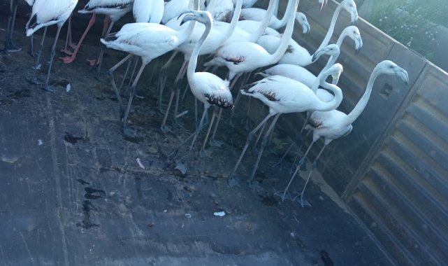 Yasadışı yollardan ele geçirdikleri flamingoların kanatlarını kesmişler