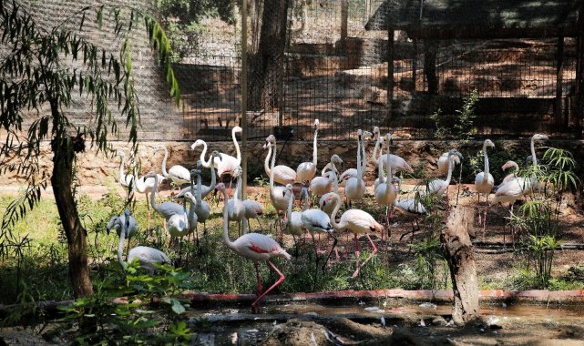 Yasadışı yollarla satılmak istenen 21 flamingoya el konuldu
