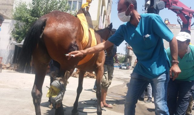 Yol ortasındaki yaralı at başarılı operasyonla kurtarıldı