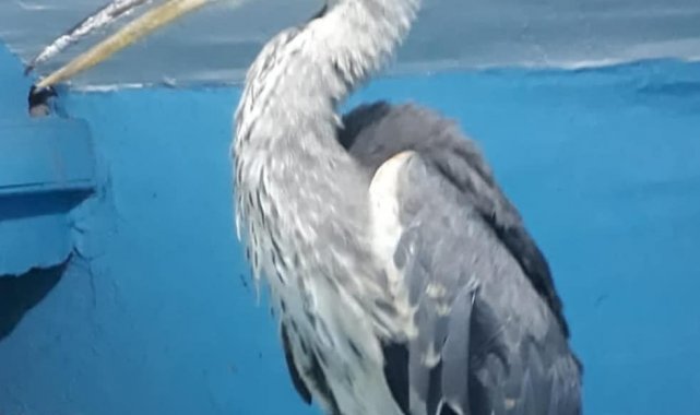 Yuvadan düşen yavru Gri Balıkçıl tedavi altına alındı