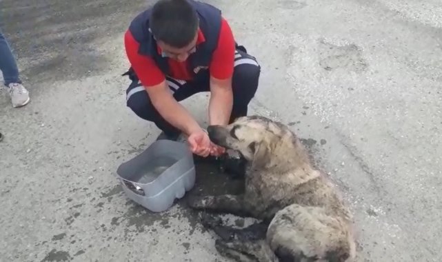 Zifte yapışan köpek itfaiye ekiplerince kurtarıldı