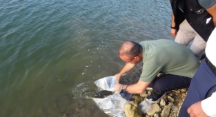 250 bin pullu sazan balığı yavrusu göletlere bırakıldı