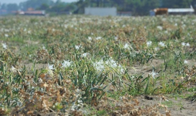 &#039;Kum zambakları&#039; koruma altında